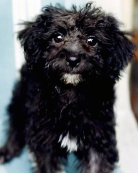 Close Up - Puddles the Chi-Poo. He is black with two white patches under his chin and on his chest