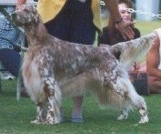 Fancy Dancer the English Setter is being posed in a stack at a dog show by a person behind her. There are lots of people sitting behind them