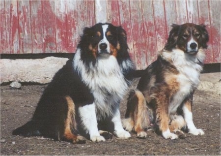 PASTOR INGLÉS - ENGLISH SHEPHERD BREED HANDOUT