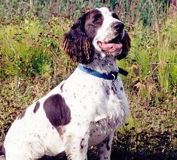 Max the English Springer Spaniel is wearing a blue collar and sitting outside in front of tall grass. He is looking forward and its mouth is open and tongue is out