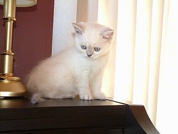 Phoebe the Exotic Shorthaired kitten is sitting on top of a piano next to a lamp and looking down at the keys