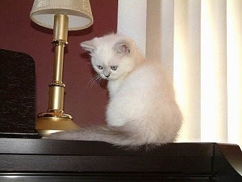 Phoebe the Exotic Shorthaired kitten is sitting on top of a piano next to a lamp facing the wall but turned to look down a the keys