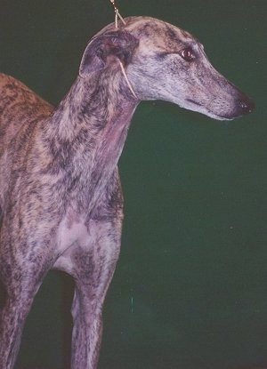 A Galgo Español is standing in front of a green wall and looking forward