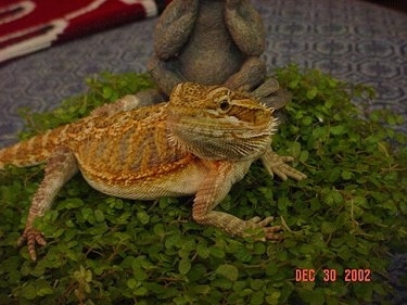 A Bearded Dragon is standing on a plant and behind it is a frog statue. Its head is turned to the left and it is looking to the left.