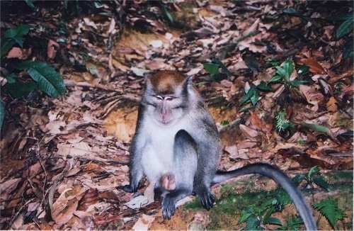 A Monkey is sitting on the jungle floor and it is looking down and forward.