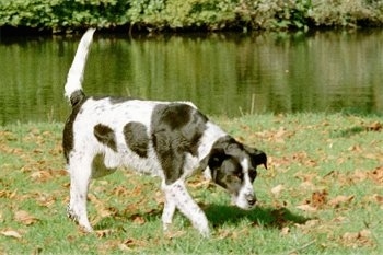 The right side of a white and black Spanador dog that is walking across a grass surface with leaves all over it, its head is down and its tail is up in the air, there is a body of water behind it.