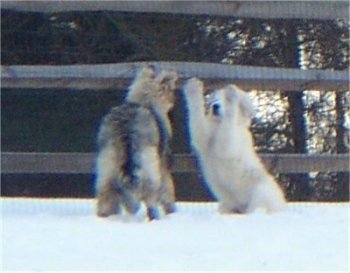 A Great Pyrenees puppy is sitting on its hind legs out in snow and its paws are in the air. A Shiloh Shepherd puppy is standing in front of it and looking at the Great Pyrenees.