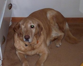 A Golden Labrador with one eye is laying on a tan carpet next to a dresser