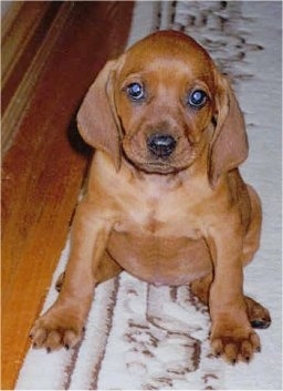 A Redbone Coonhound puppy sitting on a rug and it is looking forward.
