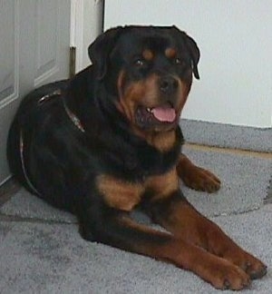 Front view - A black and tan Rottweiler is laying against a door on a porch. Its mouth is open and its tongue is out.