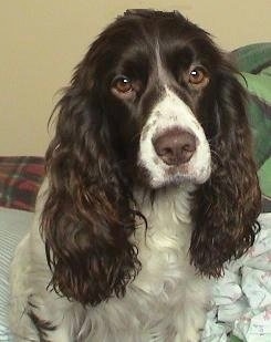 Front view - A white with chocolate brown Russian Spaniel dog with round brown eyes is sitting on a carpet and it is looking up and forward.