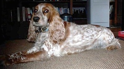 Side view - A ticked patterned white with brown Russian Spaniel is laying across a rug looking over at the camera.