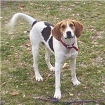 Front side view - A white and black with red Treeing Walker Coonhound is standing outside in a field and it is looking forward. The dog has a long tail, long wide drop ears and a black nose with black lips.