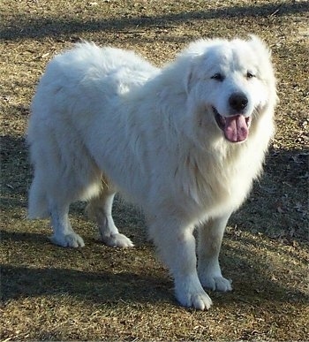 A Great Pyrenees is standing in grass looking happy with its tongue out.