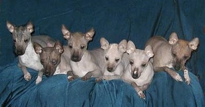 A litter of various shades of gray hairless Xoloitzcuintli puppies are laying across a couch covered in a blue blanket. They all have perk ears and black noses.