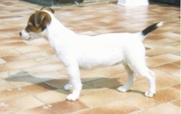 Parson Russell Terrier Dog Breed Information and Pictures