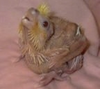 Close up - A baby Cockatiel is standing on a pink blanket and it is looking up and to the left.