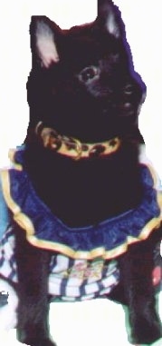 Teddy the black Schipperke is sitting down wearing an Irish dance dress and a brown and black leopard collar.