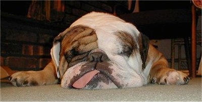 Image result for english bulldogs