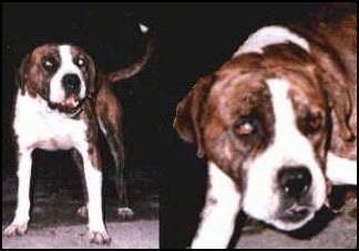 Left Photo - A wide-chested, muscular, large headed, brown and white Vucciriscu dog standing on a rug and it is looking forward. Right Photo - Close up - A brown and white Vuccirisu dog has its head level with its body and it is holding its head low. The dog has a big black nose and black lips.