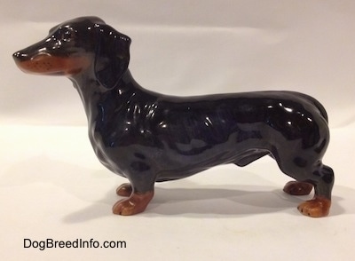 The left side of a black and brown Dachshund figurine. The figurine has a long body glossy.