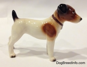The right side of a white with brown and black Jack Russell Terrier dog.
