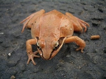 Close-up front view - A light brown walking wood frog is walking down a mud surface. It has lighter tan/yellow eyes and a black/brown stripe down the side of its face. It has a wide belly.