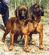 Two brown with black Bavarian Mountain Hounds are standing in grass and they are looking forward. There is a person behind them.