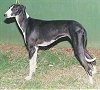 A black with white Caravan Hound is standing in grass and it is looking to the left. There is a green wall behind it.