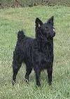 A black Croatian Sheepdog is standing in grass and it is looking up and to the right.