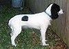 A white with black Russian Spaniel is standing in grass and it is staring at a wooden fence to the right of it.