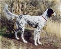 Right Profile - A black and white with tan Llewellin Setter is standing on a hill and it is looking to the right.