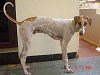 Right Profile - A white with tan Mudhol Hound is standing on a carpeted surface and it is looking forward